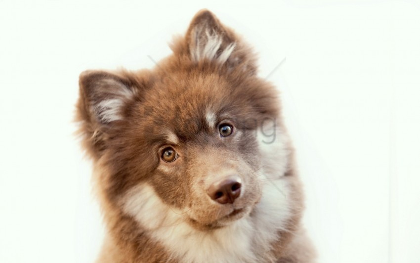 face puppy spotted wallpaper PNG images with clear alpha channel