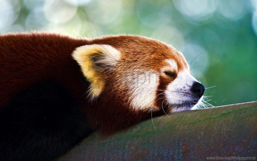 face red panda sleep wallpaper PNG photo