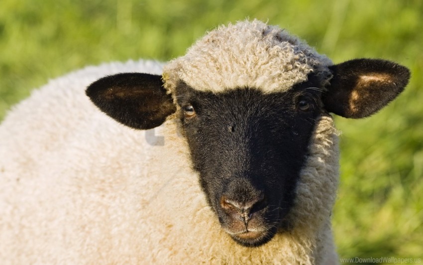 face sheep wool wallpaper High-resolution PNG images with transparent background