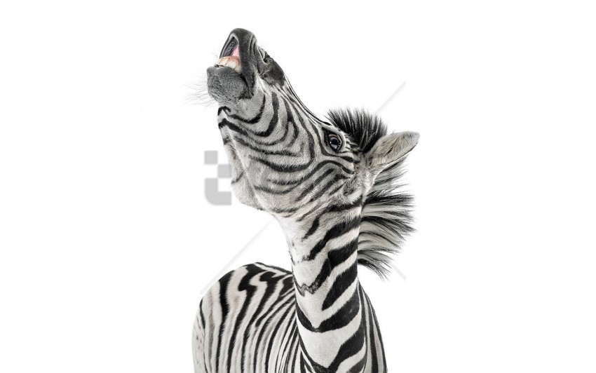 face striped zebra wallpaper PNG Image with Transparent Background Isolation