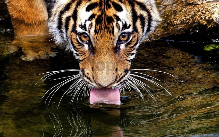 face thirst thirsty tiger tongue water wallpaper PNG high quality