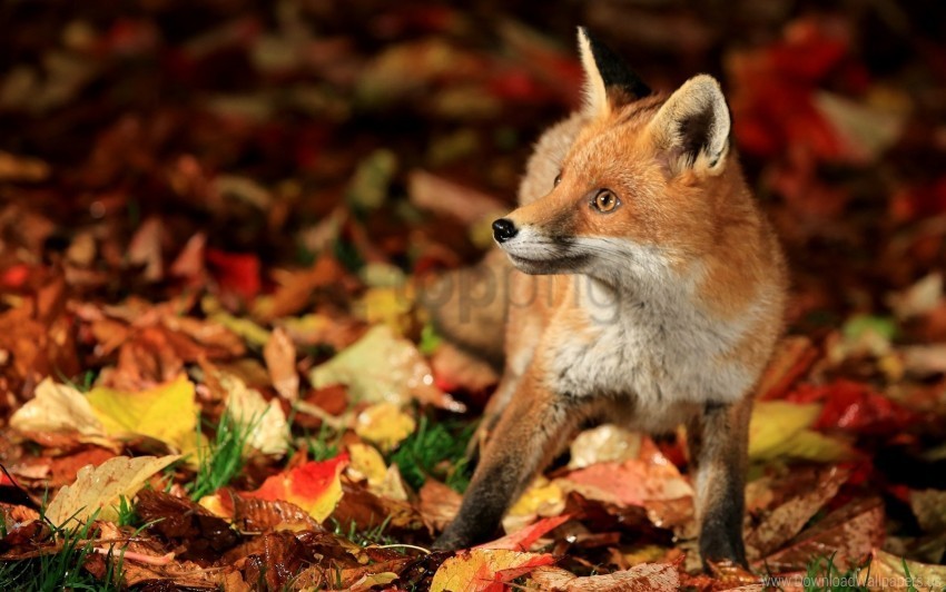 fall fear fox leaves walk wallpaper High-resolution PNG images with transparency