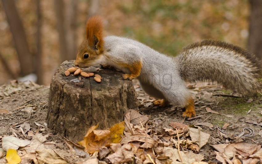 fall food leaves squirrel wallpaper Transparent PNG images free download