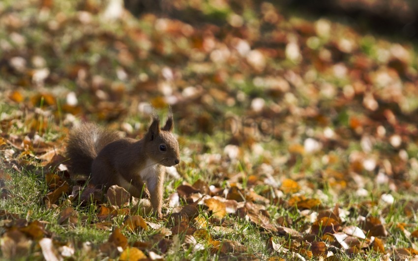 fall grass leaves squirrel walk wallpaper Free PNG images with alpha channel set
