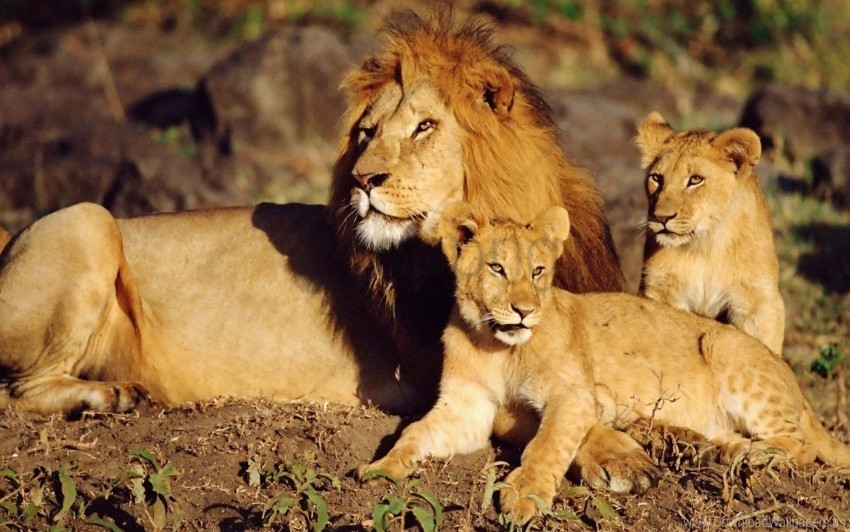 family care lions lying sun wallpaper Transparent image