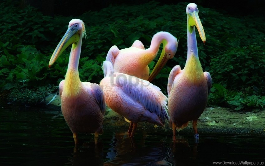 family flock pelican pink water wallpaper PNG Image with Isolated Graphic Element