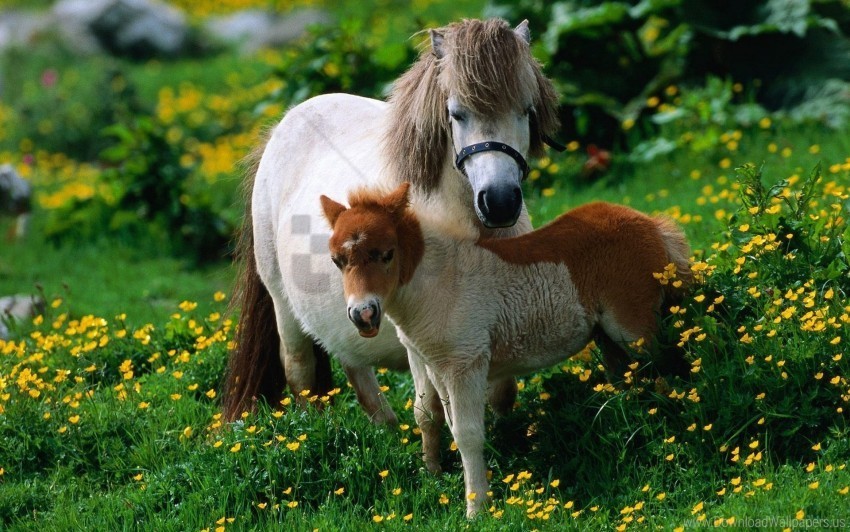 family flowers grass horse stallion walk wallpaper PNG with cutout background
