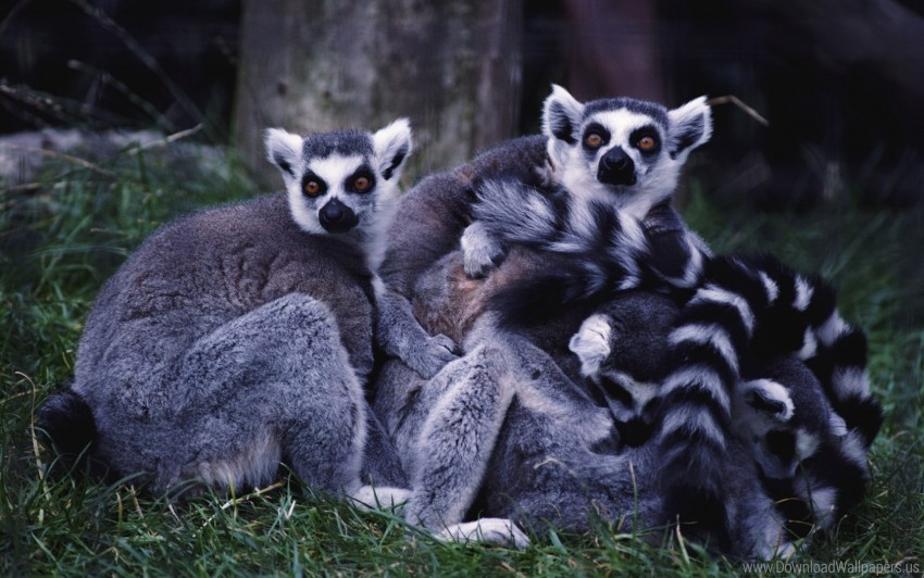 family grass lemurs striped wallpaper PNG images with transparent layering
