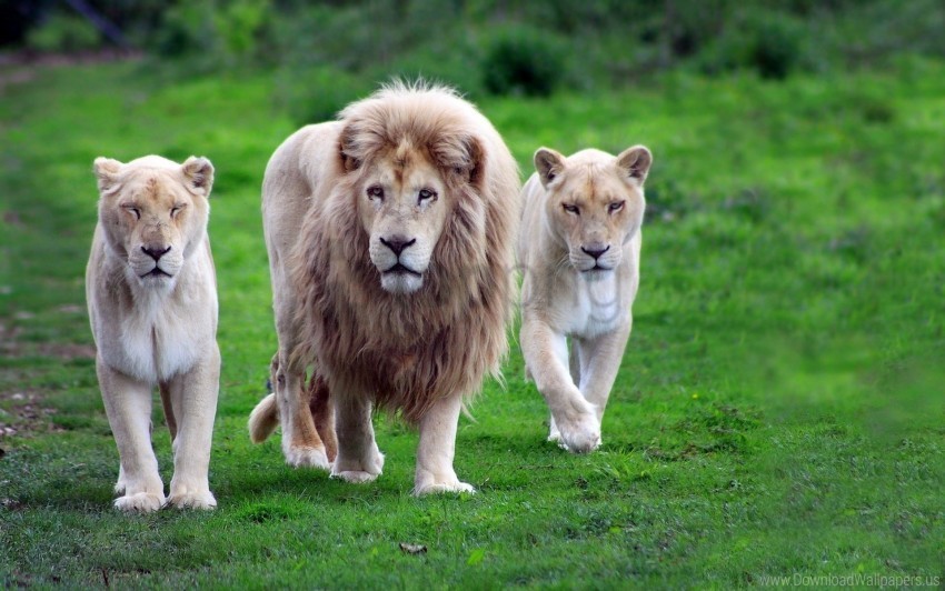family grass lions predators walk wallpaper PNG download free