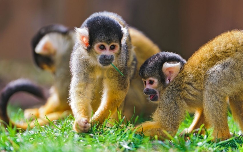 family grass monkeys sajmir wallpaper Transparent PNG images for graphic design