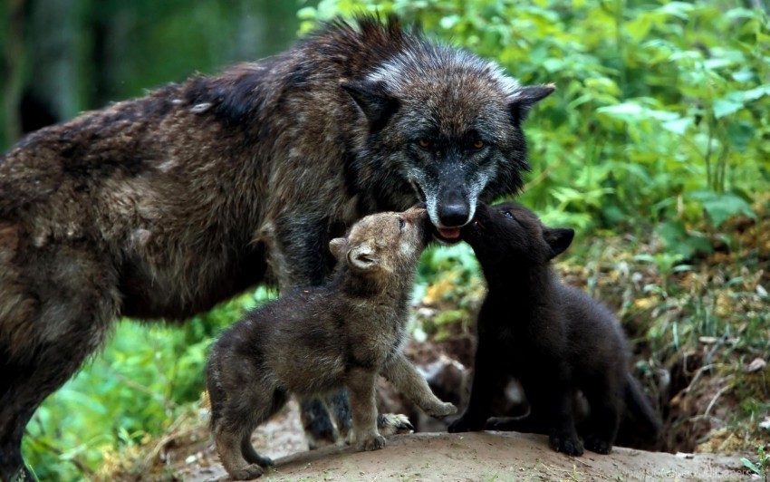 family grass puppies wolves wallpaper PNG images with transparent backdrop
