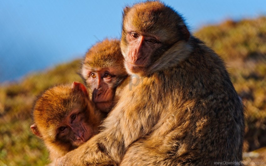 family hugging instincts marmosets monkeys self-preservation wallpaper PNG transparent images for social media