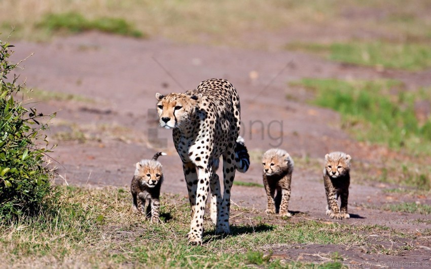 family leopards walk wallpaper High-resolution transparent PNG images comprehensive assortment