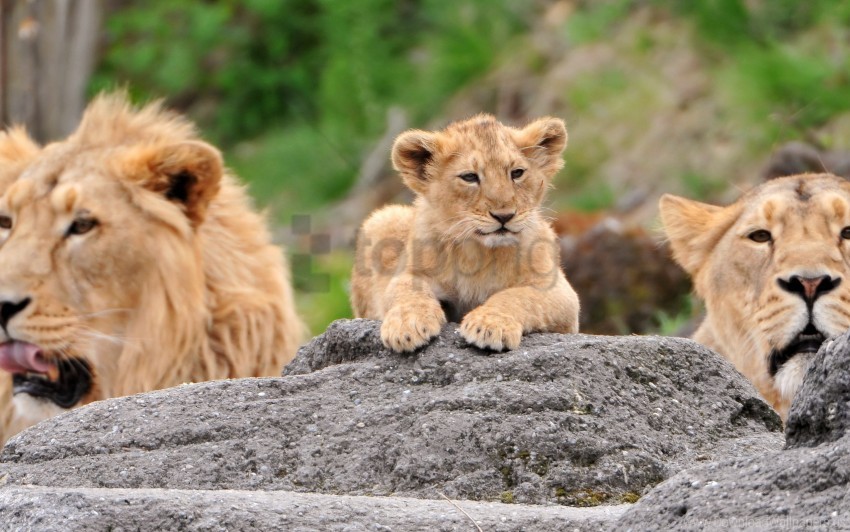 family lie lion cubs lioness lions wallpaper PNG transparent photos vast variety
