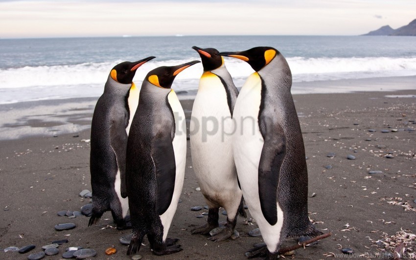 family many pack penguins shore wallpaper Free download PNG images with alpha transparency