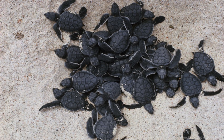 family many sand turtles wallpaper Isolated Item in HighQuality Transparent PNG