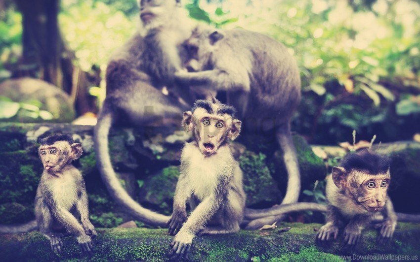 family monkey walk wallpaper Transparent pics