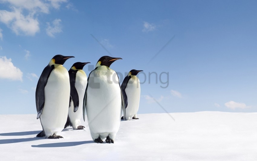 family penguins snow walk wallpaper PNG graphics with clear alpha channel