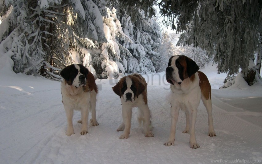 family puppy road snow st bernard walk wallpaper PNG images with alpha transparency wide collection