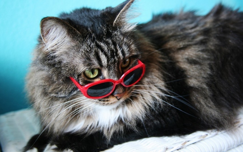 fashion cat fluffy glasses wallpaper PNG images for banners