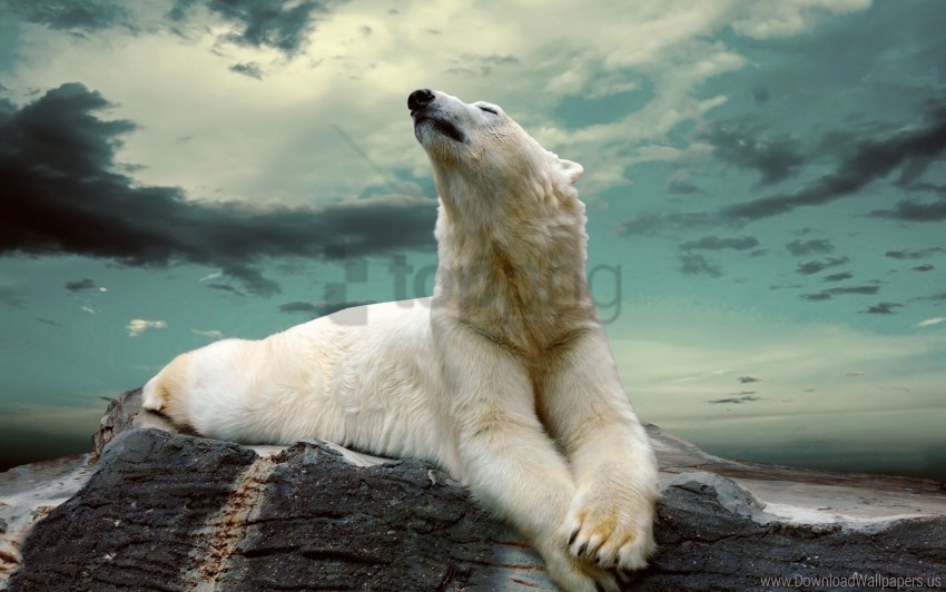 fat lying polar bear wallpaper HighQuality Transparent PNG Isolated Artwork