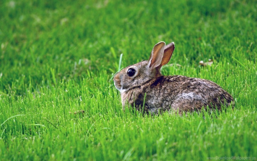 fear grass hiding rabbit wallpaper PNG files with no background bundle