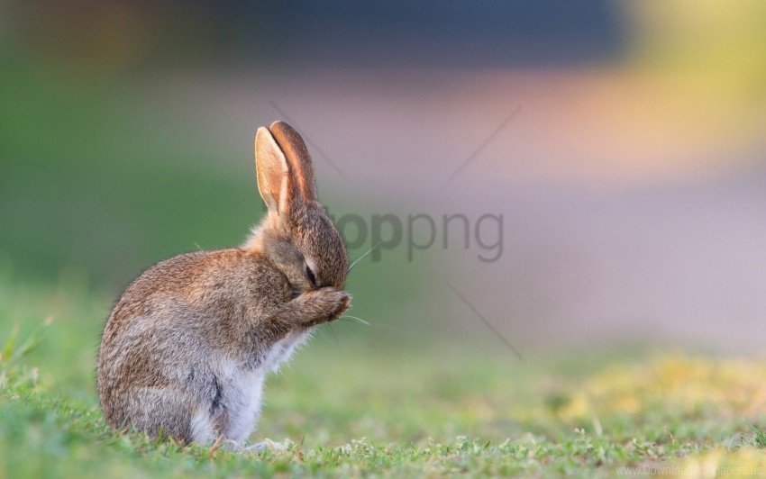 Fear Grass Rabbit Sadness Wallpaper PNG Image Isolated On Clear Backdrop