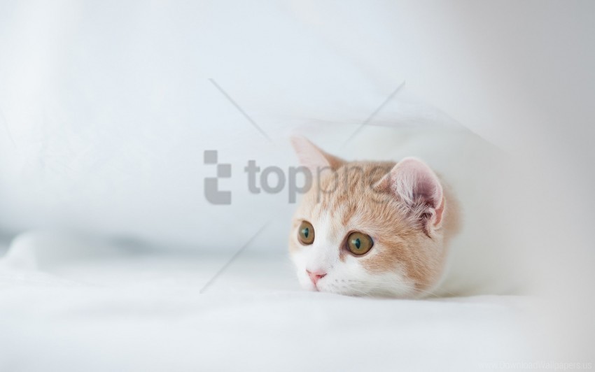 fear hiding hunting kitten muzzle wallpaper Isolated Illustration in HighQuality Transparent PNG