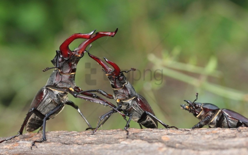 female fight male stag beetle wallpaper Clear PNG photos