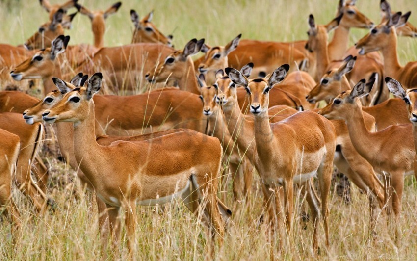 female herd impala kenya mara masai wallpaper No-background PNGs
