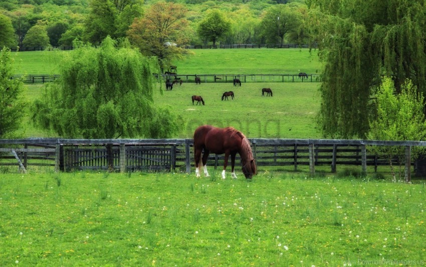 fence field grass horse lawn walk wallpaper Free PNG images with alpha channel