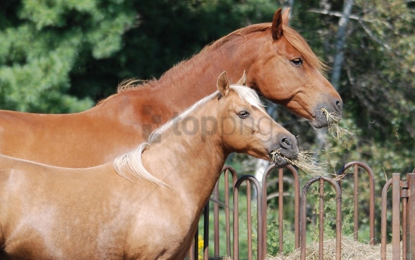 Fence Food Horse Steam Wallpaper Clear PNG Pictures Free