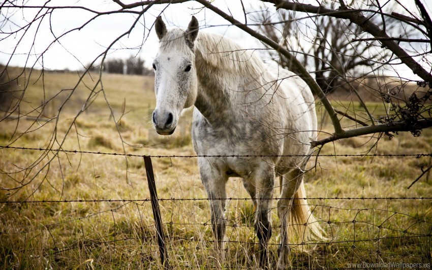 fence grass horse tree wallpaper Clear Background PNG with Isolation