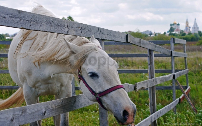 fence grass horse wallpaper PNG transparency