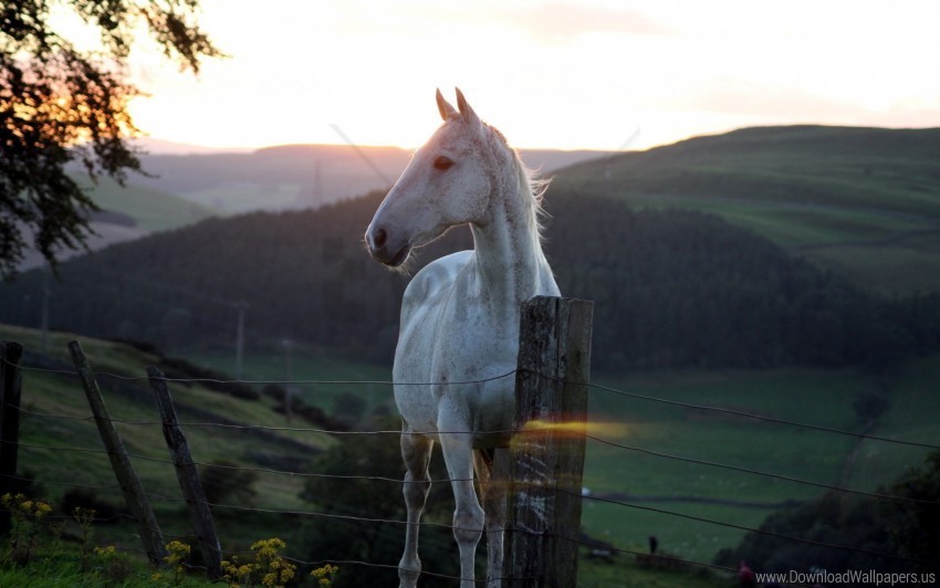 fence horse nature sunset wallpaper PNG with Transparency and Isolation