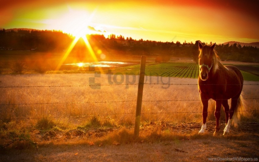 fence horse sunset wallpaper Isolated Object with Transparent Background PNG