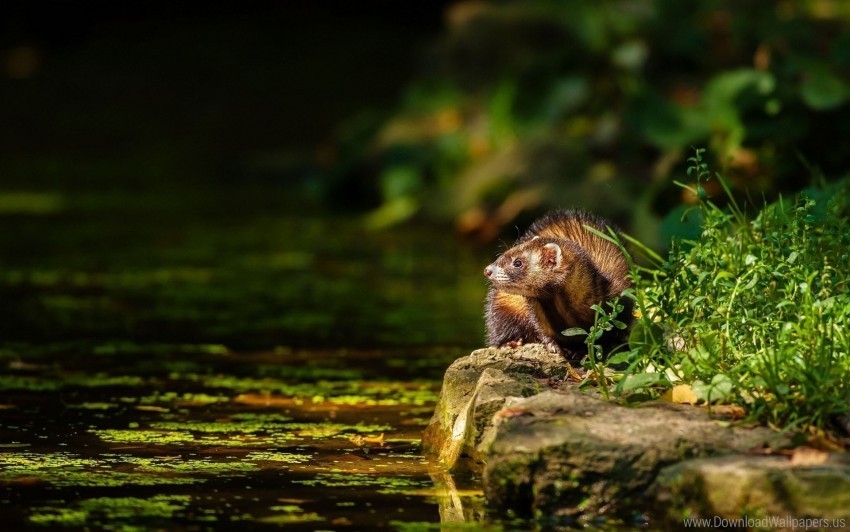 ferret grass hide sit water wallpaper PNG Image Isolated with Transparency