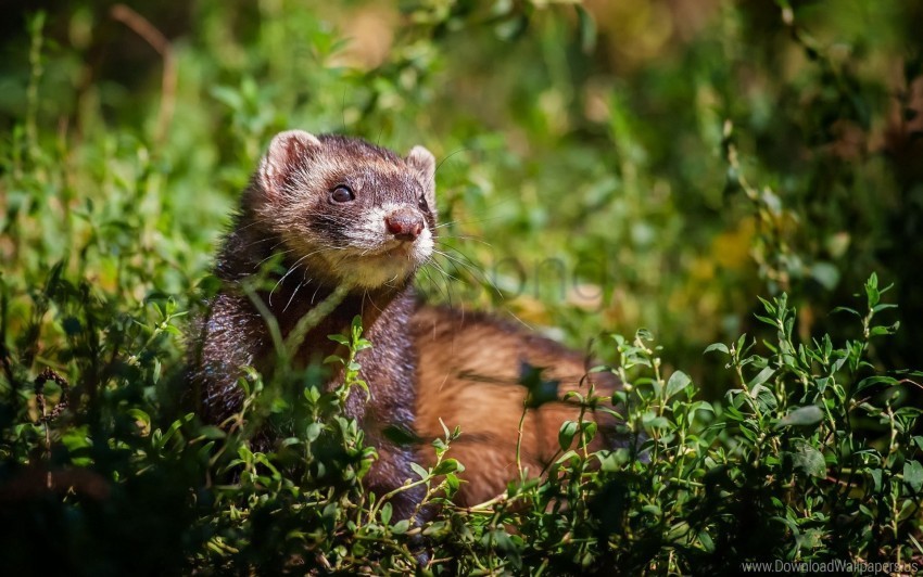 Ferret Grass Look Out Sit Wallpaper High-resolution PNG Images With Transparency