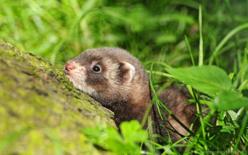 ferret grass lurk muzzle wallpaper PNG images with transparent layering