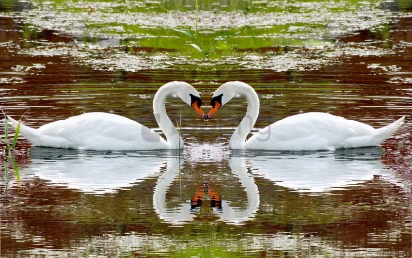 fidelity heart lake reflection steam swan swim wallpaper PNG image with no background