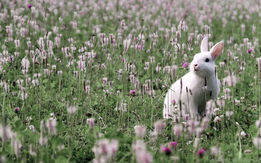 field flowers grass rabbit wallpaper PNG files with transparent backdrop complete bundle
