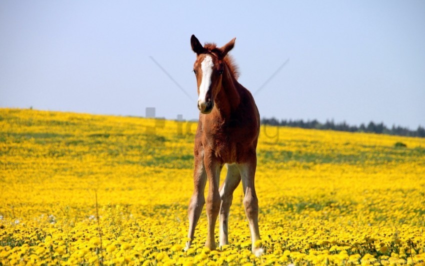 Field Flowers Grass Stallion Wallpaper PNG Images With Clear Alpha Layer