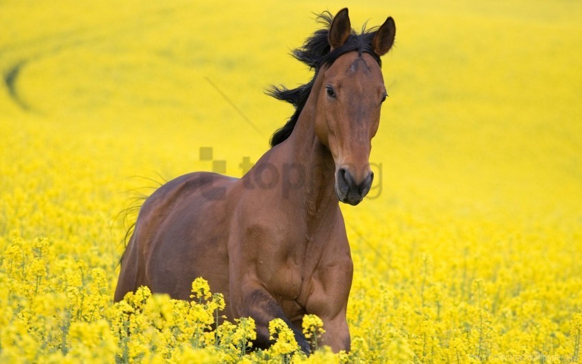 field flowers horse jump wallpaper Isolated Artwork in Transparent PNG Format