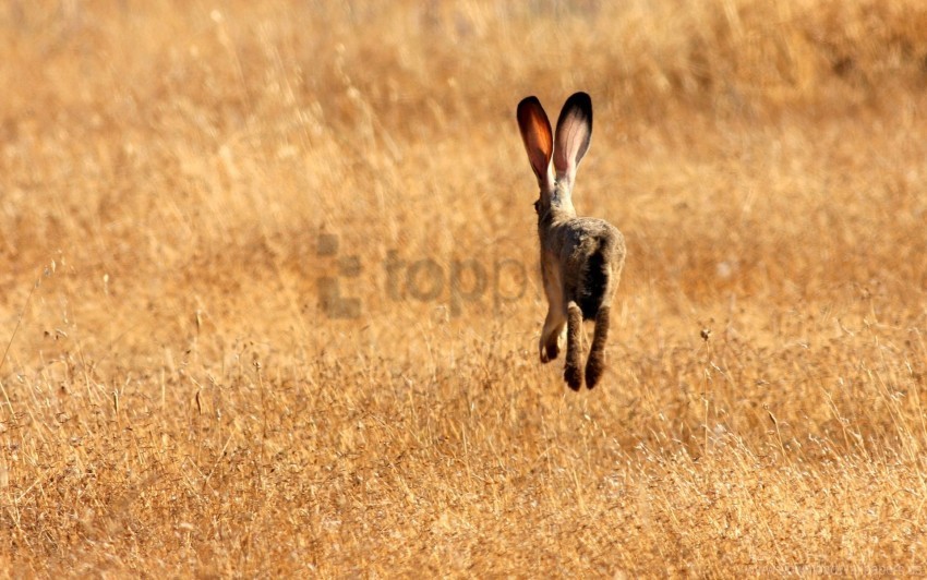 field grass hare meadow summer wallpaper Isolated Design Element in Transparent PNG