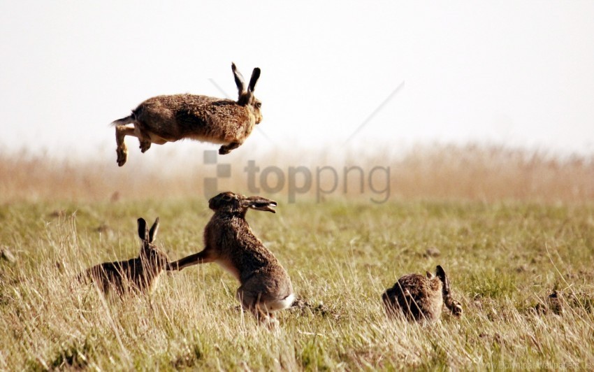 field grass hares jump wallpaper Transparent PNG vectors