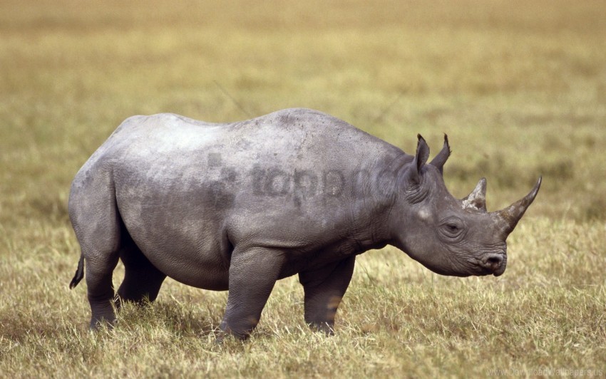 field grass horn rhinoceros wallpaper Isolated Artwork on Transparent PNG