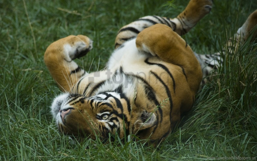 field grass lie tiger wallpaper Isolated Character on Transparent Background PNG