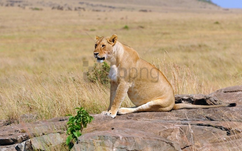 field lion lioness sit young wallpaper PNG for digital design