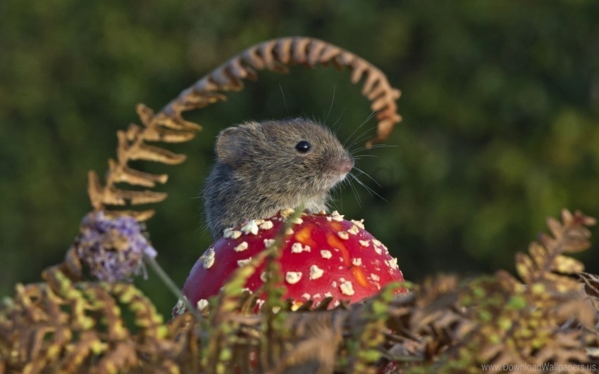 field mouse mushroom rodent wallpaper PNG pictures with no backdrop needed
