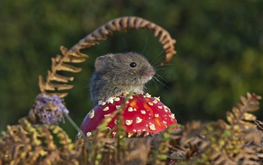 Field Mouse Mushroom Rodent Wallpaper PNG Pictures With No Backdrop Needed